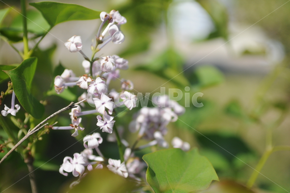꽃,flower,봄,spring,봄꽃,식물