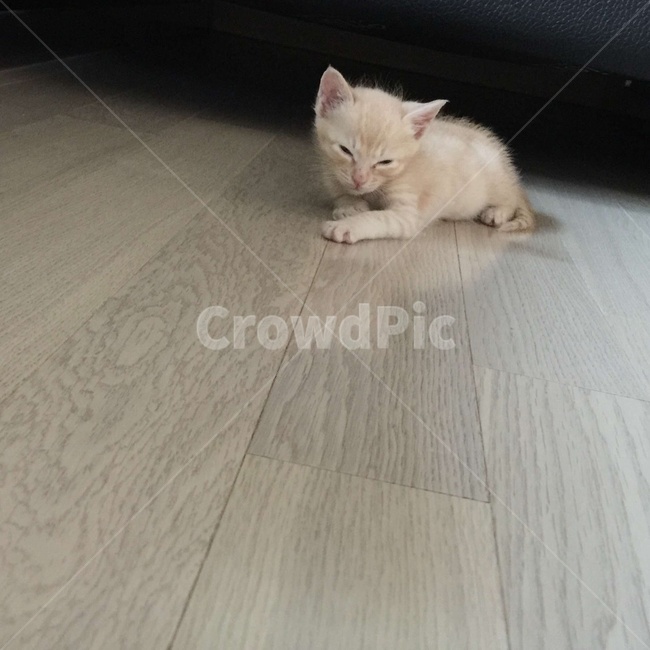 고양이,아깽이,심쿵,쿨쿨,코숏,코리안숏헤어,동물,animal,포유류,mammal,고양이,cat,kitten,kitty