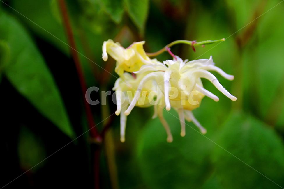 꽃,식물,약용식물,봄,계절,봄,계절,spring,season,식물,자연,plants,nature,꽃,flower,plant