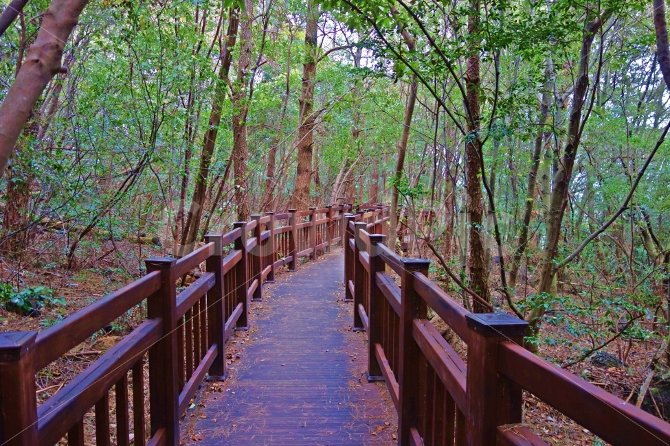 제주도,돈내코원앙폭포,산책로,나무,숲,길,펜스,풀,잎,녹색,여행,자연,풍경,경치,아름다운,전망,그림,같은,뷰,제주,제주여행,제주도여행,산책,자연,풍경,nature,landscape,한국자연풍경,한국자연경관,korea nature landscape,building,건물,boardwalk,bridge,다리,railing,난간