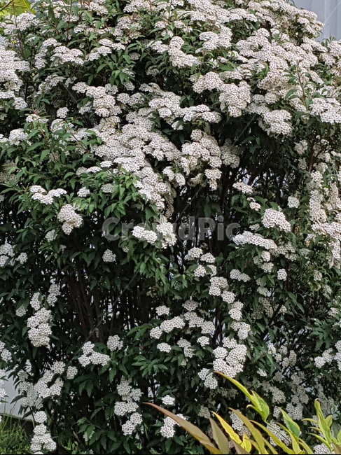 꽃,식물,봄꽃,잡초,여름꽃