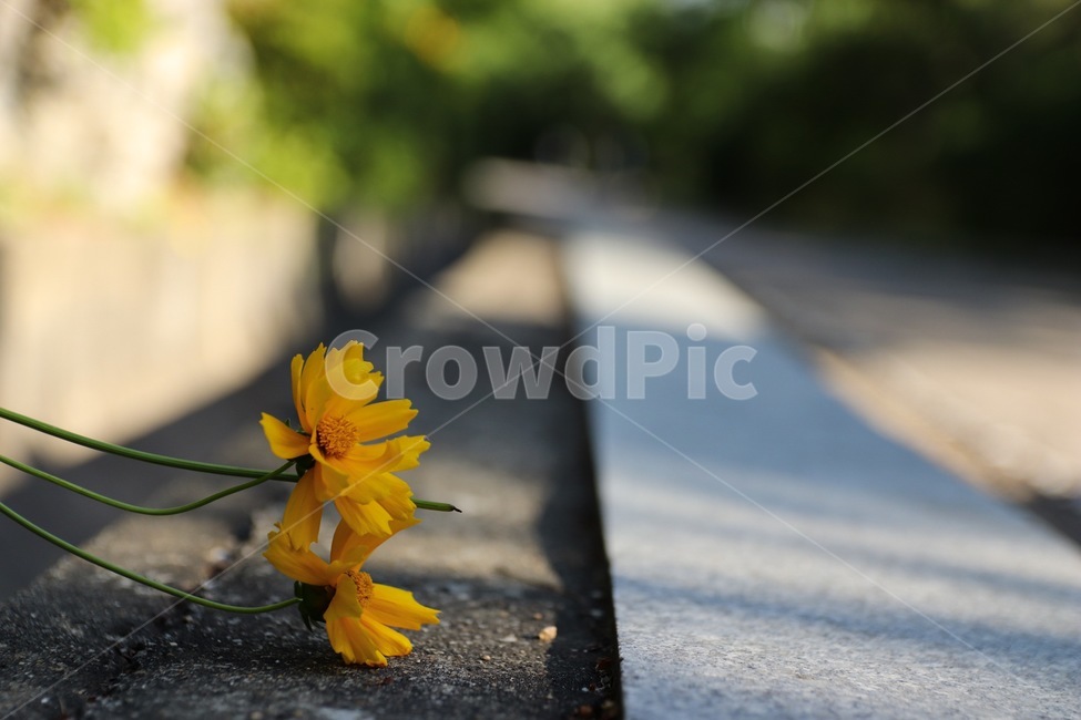 꽃,길,식물,flower,road,식물,자연,plants,nature,꽃,flower
