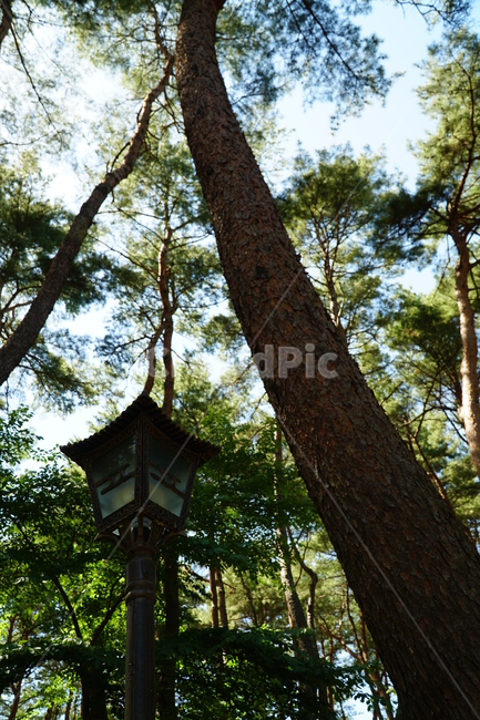절,사찰,전통,처마,불교,종교,한국,상징,조명,조명등,등,전통조명,사찰조명,야외조명,외부등,불,라이팅,lighting,Buddhism,korea,koreanhouse,traditional,nature,forest,tree