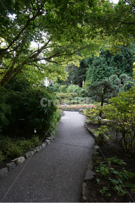 숲,나무,정원,자연,햇살