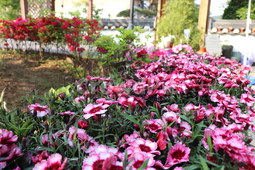 blossom,꽃,flower,geranium,제라늄,plant,식물,꽃밭,분홍색꽃,분홍꽃