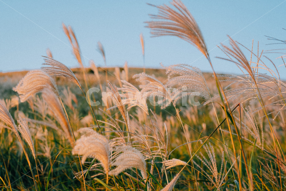 갈대,들판,오름,제주도,새별오름,가을,가을제주,reed,제주,가을,계절,fall,autumn,season,자연,풍경,nature,landscape,식물,plants