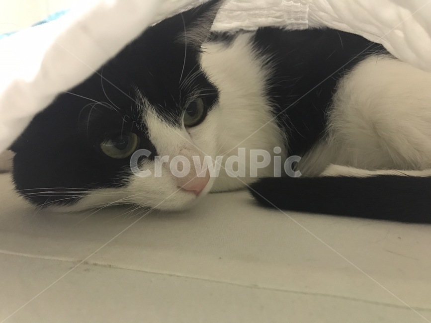 고양이,귀여운,코리안숏헤어,추억,이불속,이불,코숏,동물,평온한,포근한