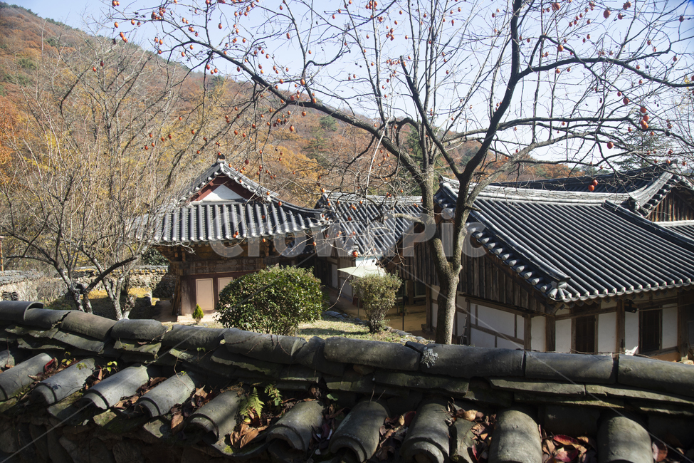산사,절,배경,이미지,감,단감,기와,지붕,가을,계절,산,나무,기와집,감나무,자연,건물,한국전통,한국문화,korean traditional,korean culture,건축물,건물외관,exterior,building,structure,architecture,construction
