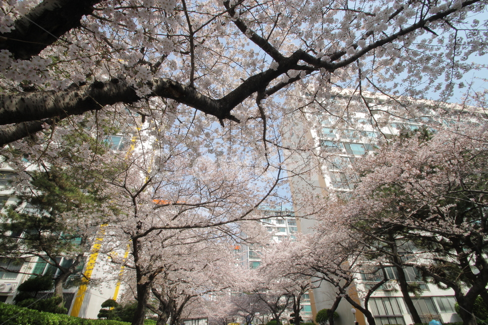 부산벚꽃,남천동벚꽃,남천동꽃,부산꽃,벚꽃,벚꽃길,남천동,부산,벚나무,식물,벚꽃나무,꽃,만개한벚꽃,핑크색,핑크색꽃,아파트,아파트숲,벚꽃풍경,벚꽃비,cherryblossom,basan,Namcheondong,pink,apartment,busanapartment,plant,plants,fullbloom,자연,flower,nature,spring