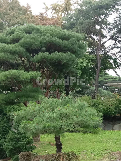 소나무,적송,식물,나무줄기,tree,treetrunk,plant,자연,풍경,nature,landscape,나무,outdoors,옥외,garden,정원