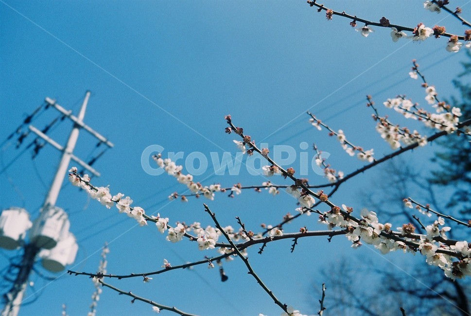 매화,꽃,봄,나무,하늘,봄,계절,spring,season,식물,자연,plants,nature,꽃,flower,색깔,색상,색채,색감,color sense,color sensitivity,feeling of color,plant