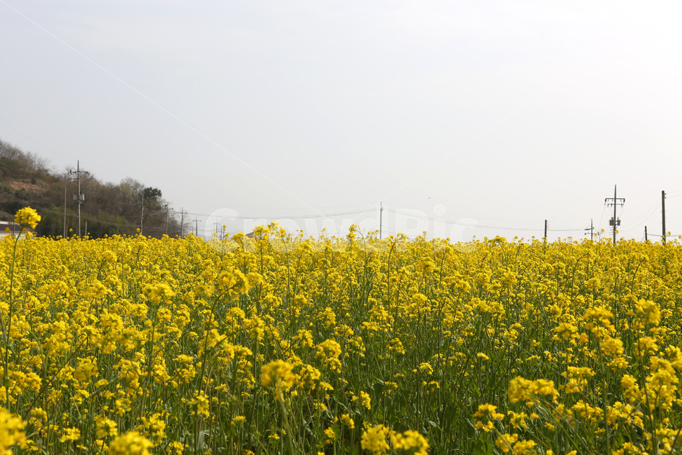 풍경,유채꽃,봄,노란색,남녘의봄,봄,계절,spring,season,자연,풍경,nature,landscape,grassland,목초지,field,들,outdoors,옥외,rural,농촌,farm,농장,meadow