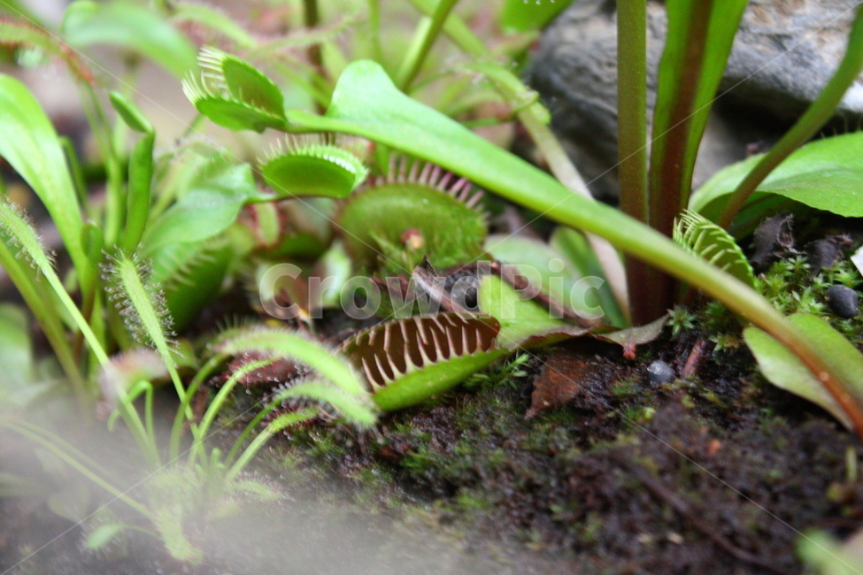 식충식물,식물,plant,insectivorousplant,파리지옥,식물,자연,plants,nature