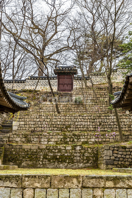 창덕궁,고궁,궁궐,봄,문화유산,기와담장,전통담장,고목,전통건축물,정원,옥외,나무,tree,식물,한국전통,한국문화,korean traditional,korean culture,건축물,건물외관,exterior,building,structure,architecture,construction