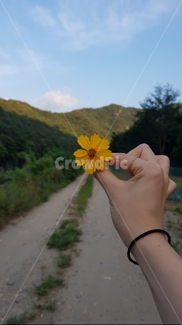 꽃,들꽃,오솔길,산,손,길,자연,풍경