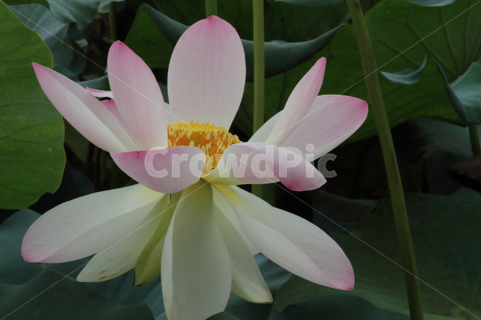 연,연꽃,약용식물,수생식물,lotus,식물,자연,plants,nature,꽃,flower