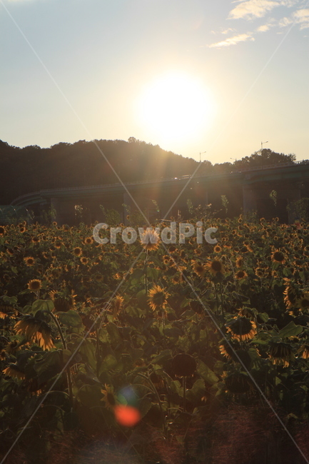 빛,light,해바라기,축제,노을,꽃,식물,자연,plants,nature,꽃,flower