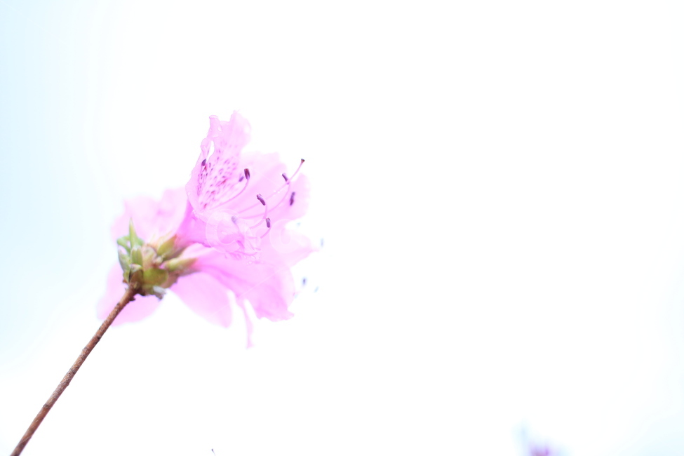 봄,비,봄비,철쭉,사라의기쁨,봄,계절,spring,season,식물,자연,plants,nature,꽃,flower,plant