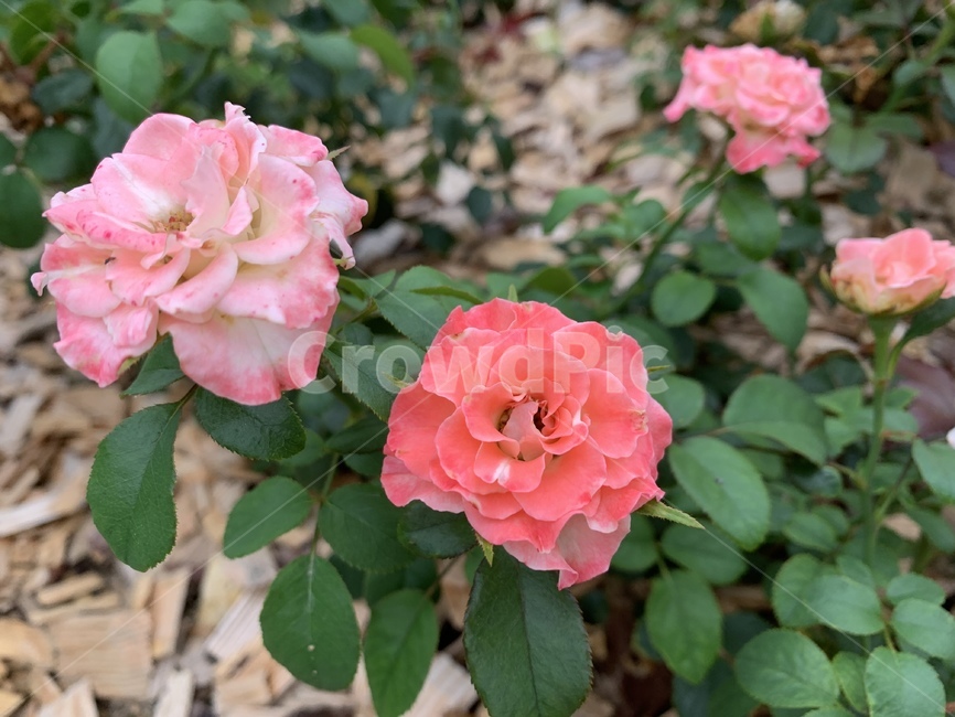 꽃,식물,rose,blossom,장미