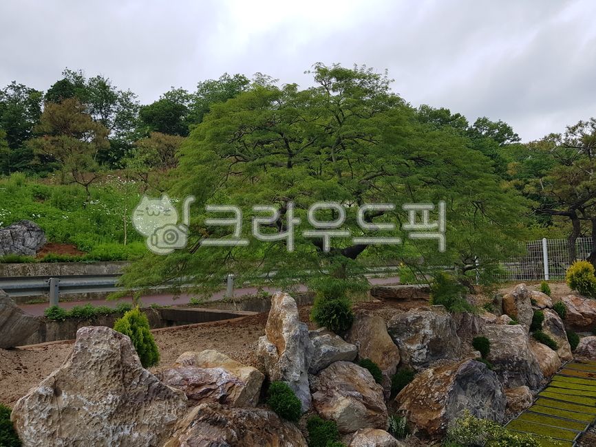 조경,소나무,소나무조경,공작단풍,화단,뜰,아파트조경,공원,자연조경