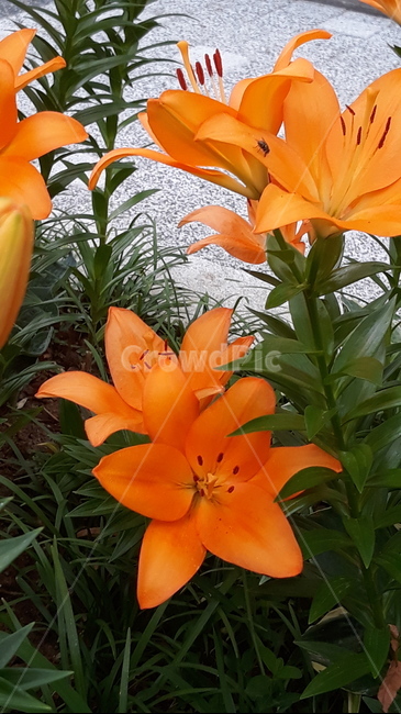 오렌지색,꽃,나리꽃,식물,blossom,flower,plant,식물,자연,plants,nature,꽃,flower