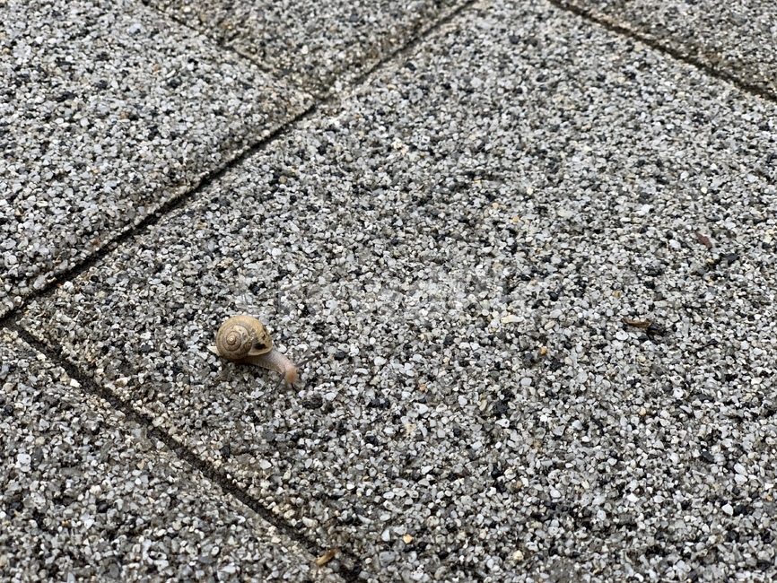 달팽이,동물,곤충,느림,slow,엉금엉금,road,gravel,도로