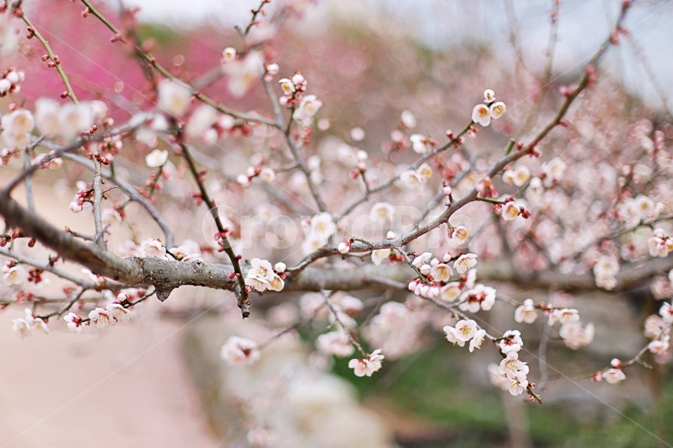 하동,매화마을,매화축제,매화꽃,매화,꽃,flower,hadong,봄,계절,spring,season,식물,자연,plants,nature,꽃,flower,plant,blossom