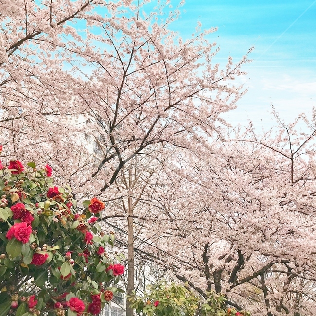 벚꽃,동백꽃,봄,부산,온천천,꽃,핑크,감성,하늘,봄,계절,spring,season,자연,풍경,nature,landscape,plant,식물,blossom,flower