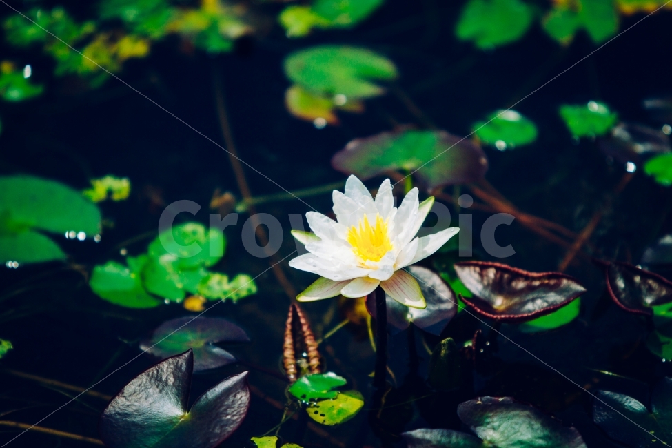 연꽃,식물,여름,꽃,연못,식물,자연,plants,nature,꽃,flower