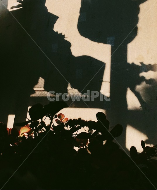 그림자,꽃,식물,shadow,희망,감성