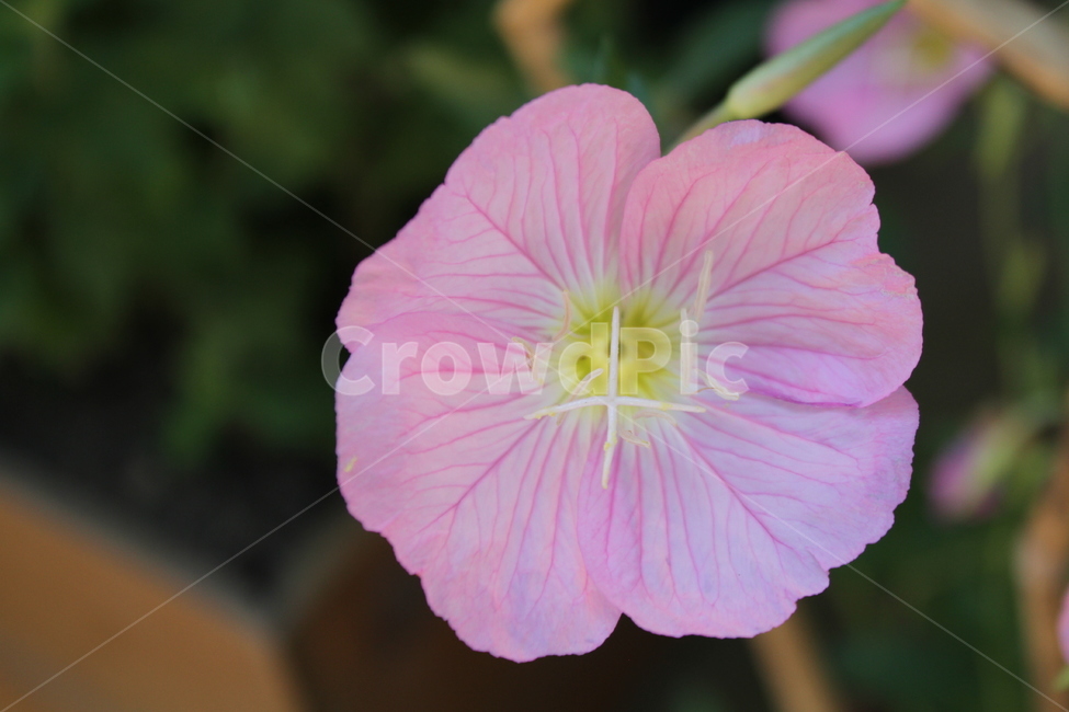 꽃,분홍낮달맞이꽃,달맞이꽃,식물,꽃말무언의사랑,식물,자연,plants,nature,꽃,flower