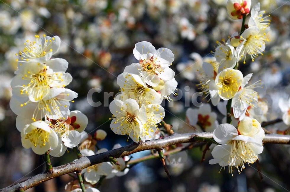 매화,blossom,꽃,flower,plant,식물