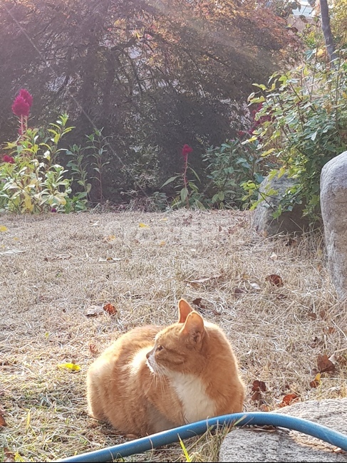 길냥이,고양이,치즈고양이,마당고양이,마당냥이,동물,animal,포유류,mammal,고양이,cat,kitten,kitty
