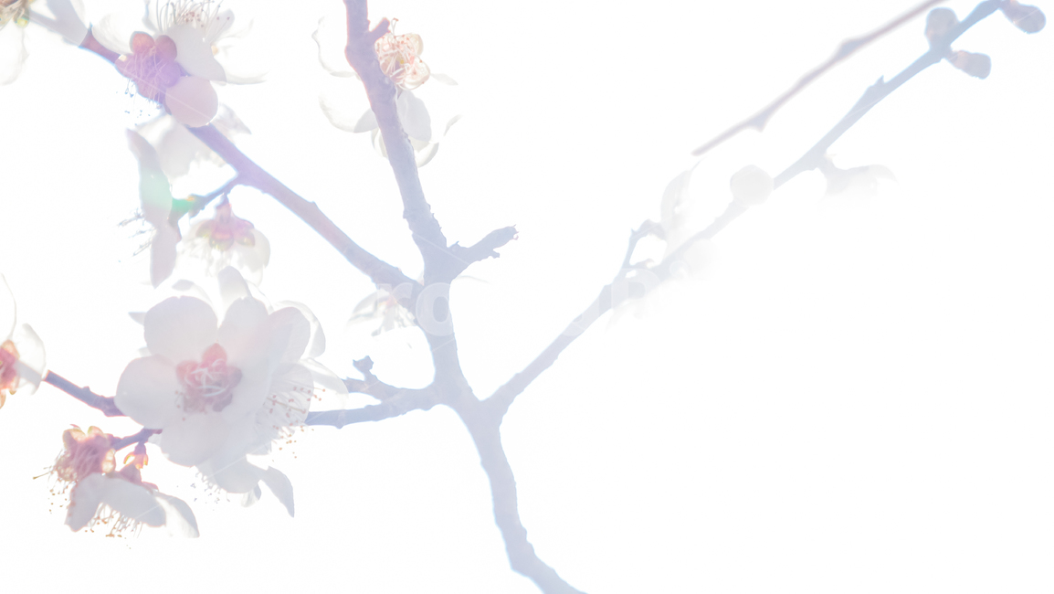 plant,식물,매화,매화꽃,꽃,꽃나무,매화나무,매화꽃나무,빛,봄,봄꽃,봄풍경,봄나무,매화축제,flower,blossom,nature,light,spring,식물,자연,plants,nature,꽃,flower
