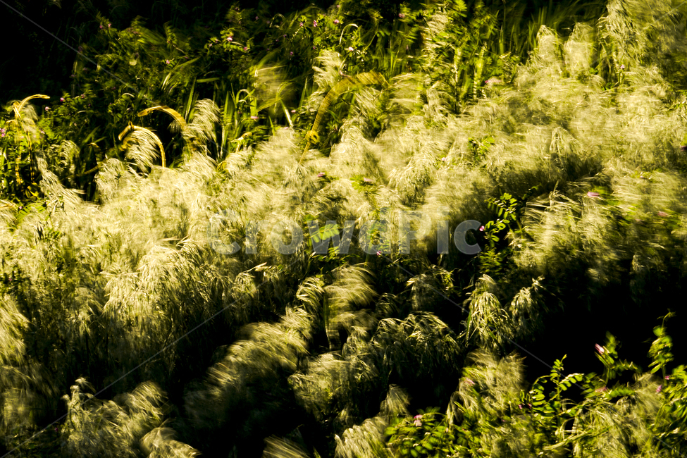 plant,식물,억새,eulalia,억새풀,식물,자연,plants,nature