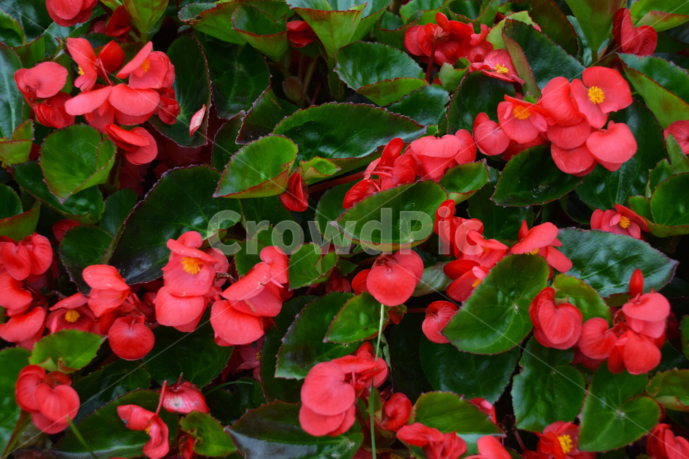꽃,예쁜,색갈,색감,꽃들,빛감,빨간,식물,자연,plants,nature,꽃,flower