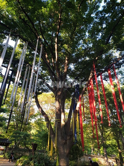 나무,식물,수호,소원,tree,종교,신앙,religion,belief,faith