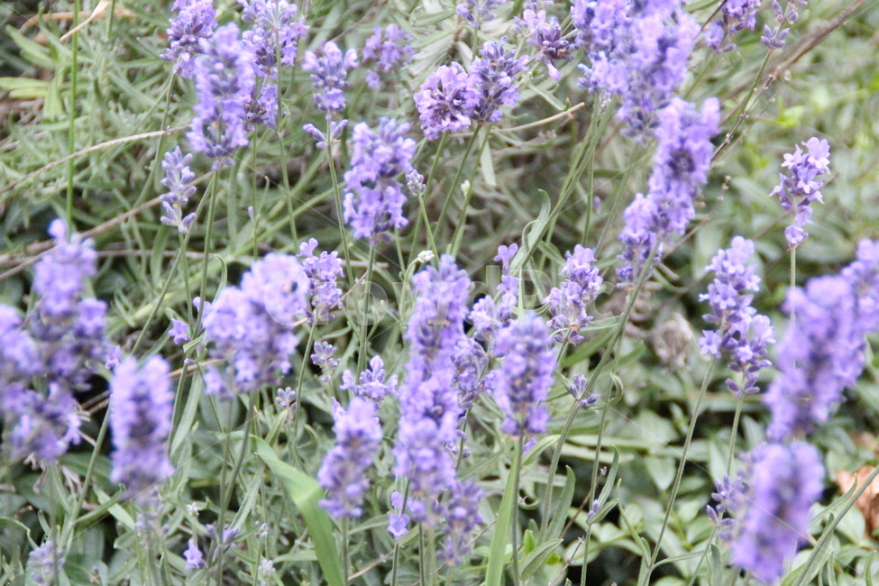 plant,식물,라벤더,보라,초록,녹색,꽃,여름,식물,자연,plants,nature,꽃,flower