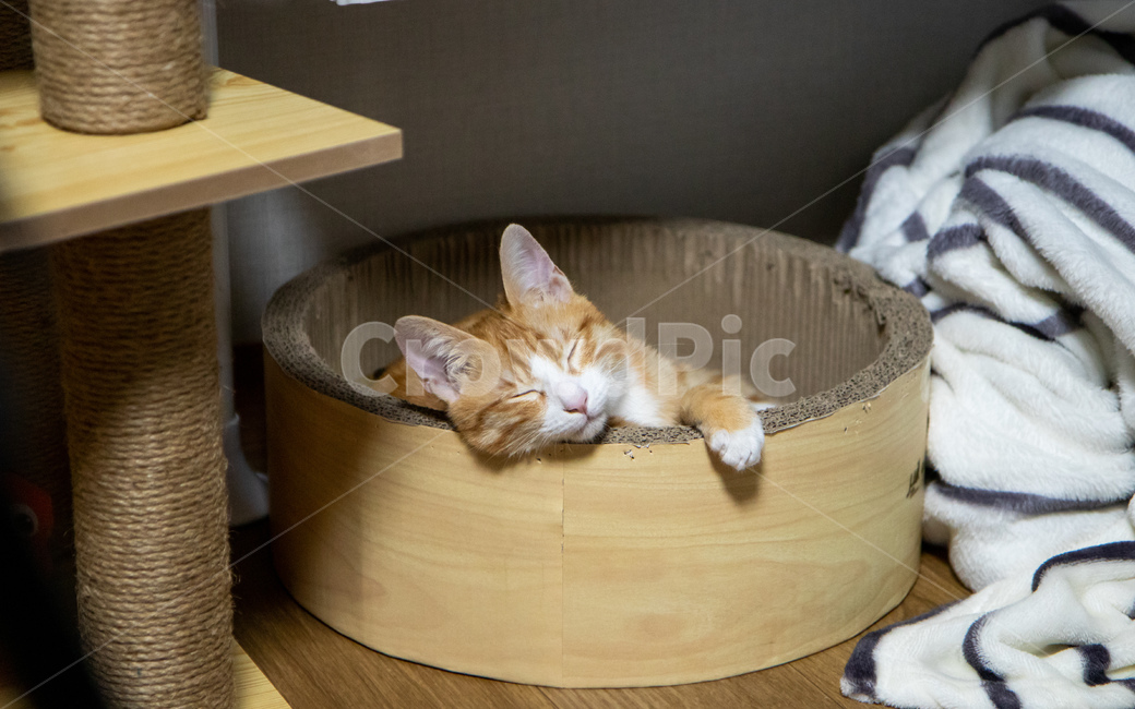 고양이,치즈고양이,치즈태비,코리안숏헤어,코숏,졸린고양이,동물,animal,포유류,mammal,고양이,cat,kitten,kitty