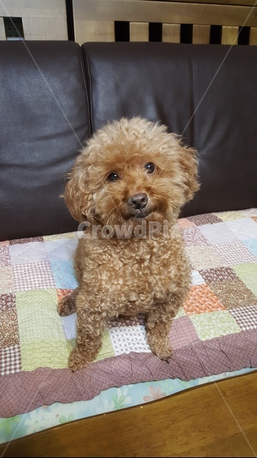 푸들,반려동물,사랑,귀요미,미소,웃개,동물,poodle,smile