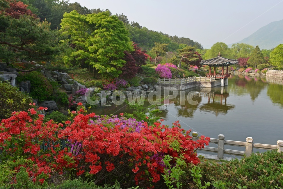 충남,대전,현충원,국립현충원,현충지,pond,못,garden,정원,연못,반영,현충지봄,철쭉,철쭉꽃,봄,계절,경치,경관,풍경,outdoors,옥외,nature,자연,water,물,plant,식물,tree,나무,정자,쉼터