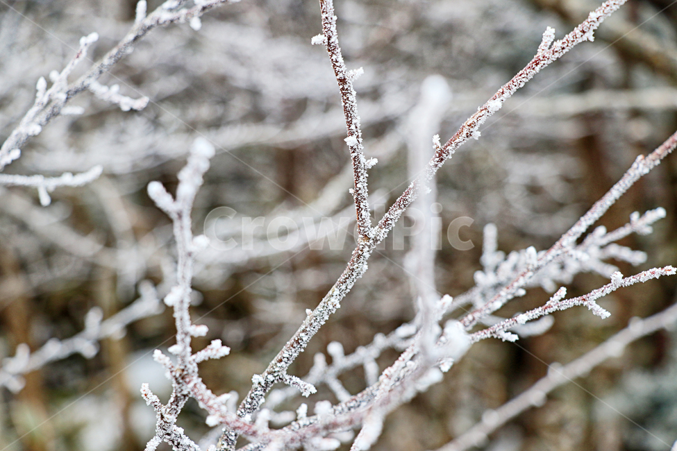 한라산,1100고지,눈꽃,설경,눈,snow,자연,옥외,outdoors,nature