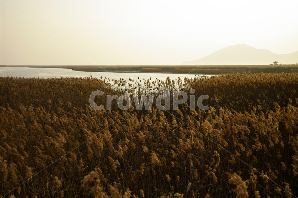 풍경,갈대밭,갈대,식물,plant,순천만,가을,계절,fall,autumn,season,자연,풍경,nature,landscape,grass,잔디