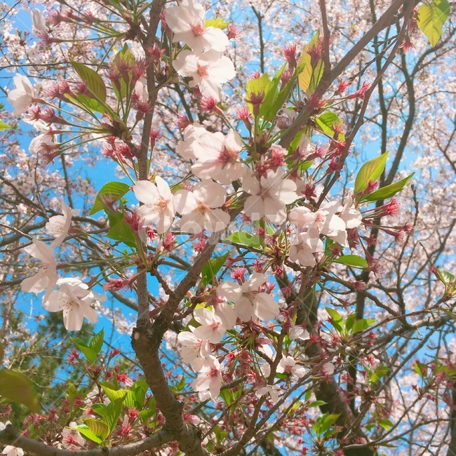 벚꽃,봄,꽃,flower,spring