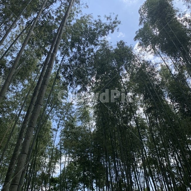 대나무,숲속,일본,하늘,대나무숲,여유,청량
