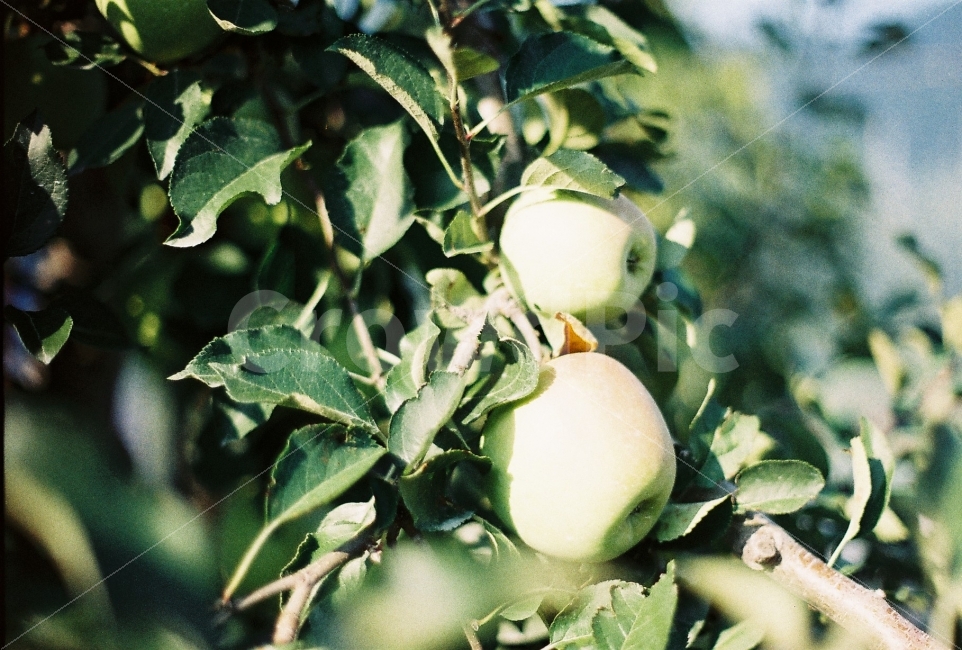사과,apple,정물사진,필름사진,감성사진,과수원,농촌,밭,사과밭,음식,식재료,요리,food,cook,meal,dishes,food reserves,과일,열매,fruit,감성,sensible,feeling