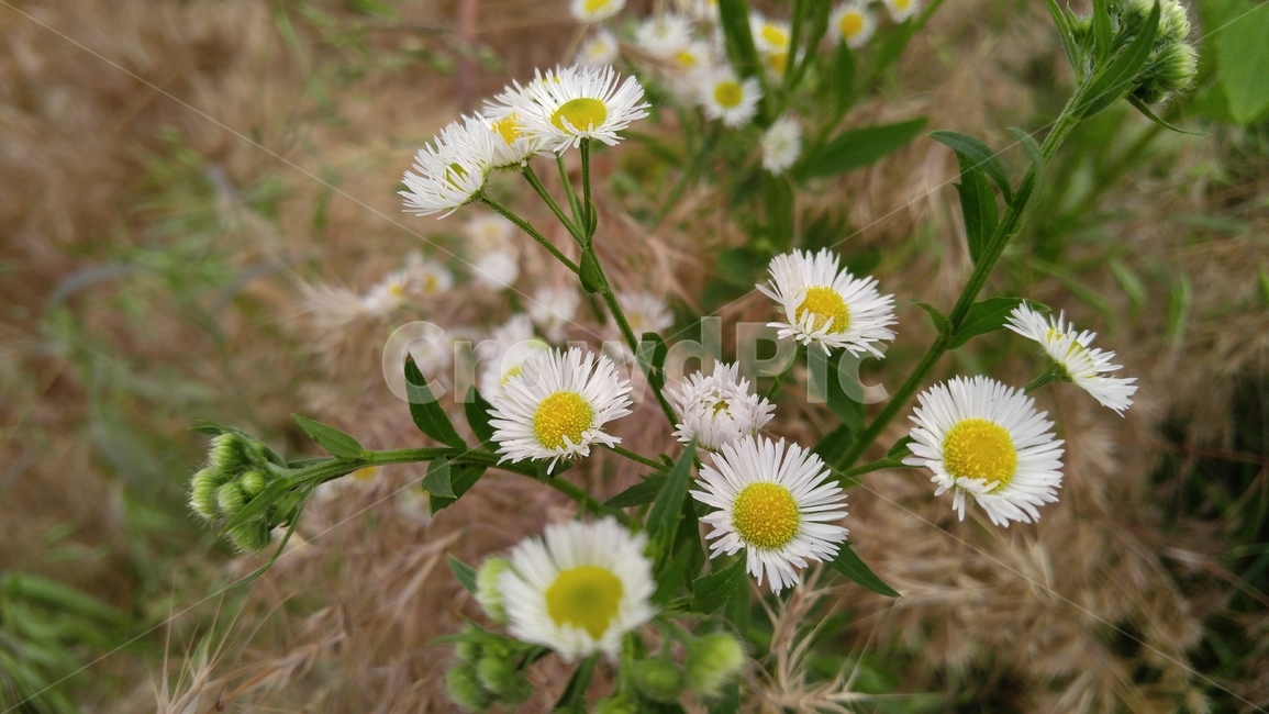 개망초,꽃,들꽃,야생화,흰꽃,흰색,녹색,배경,감성,계절,flower,wildflower,whiteflowers,white,green,background,emotional,season,fieldflowers