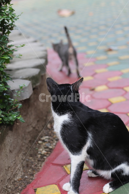 고양이,기다림,동물,animal,cat,포유류