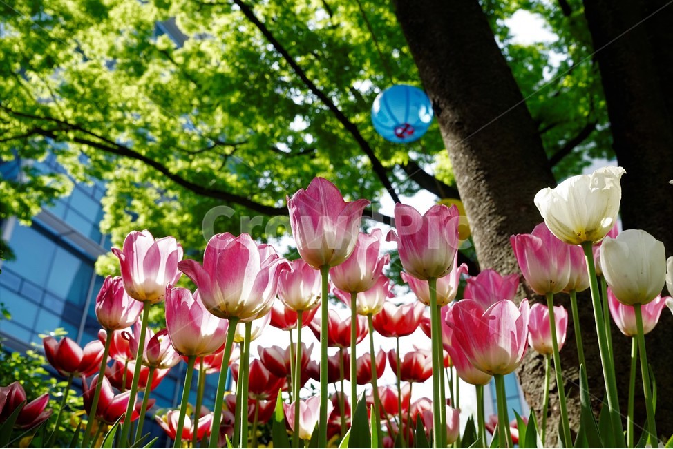 봄,봄꽃,화사함,자연,행복,힐링,bloom,colorful,floral,flower,gardenflowers,happymind,life,nature,plant,spring,식물,자연,plants,nature,꽃,flower