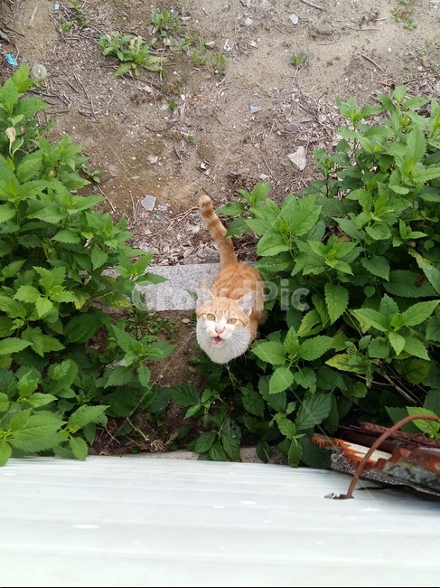 길고양이,고양이,노랑고양이,귀여움,풀,마당